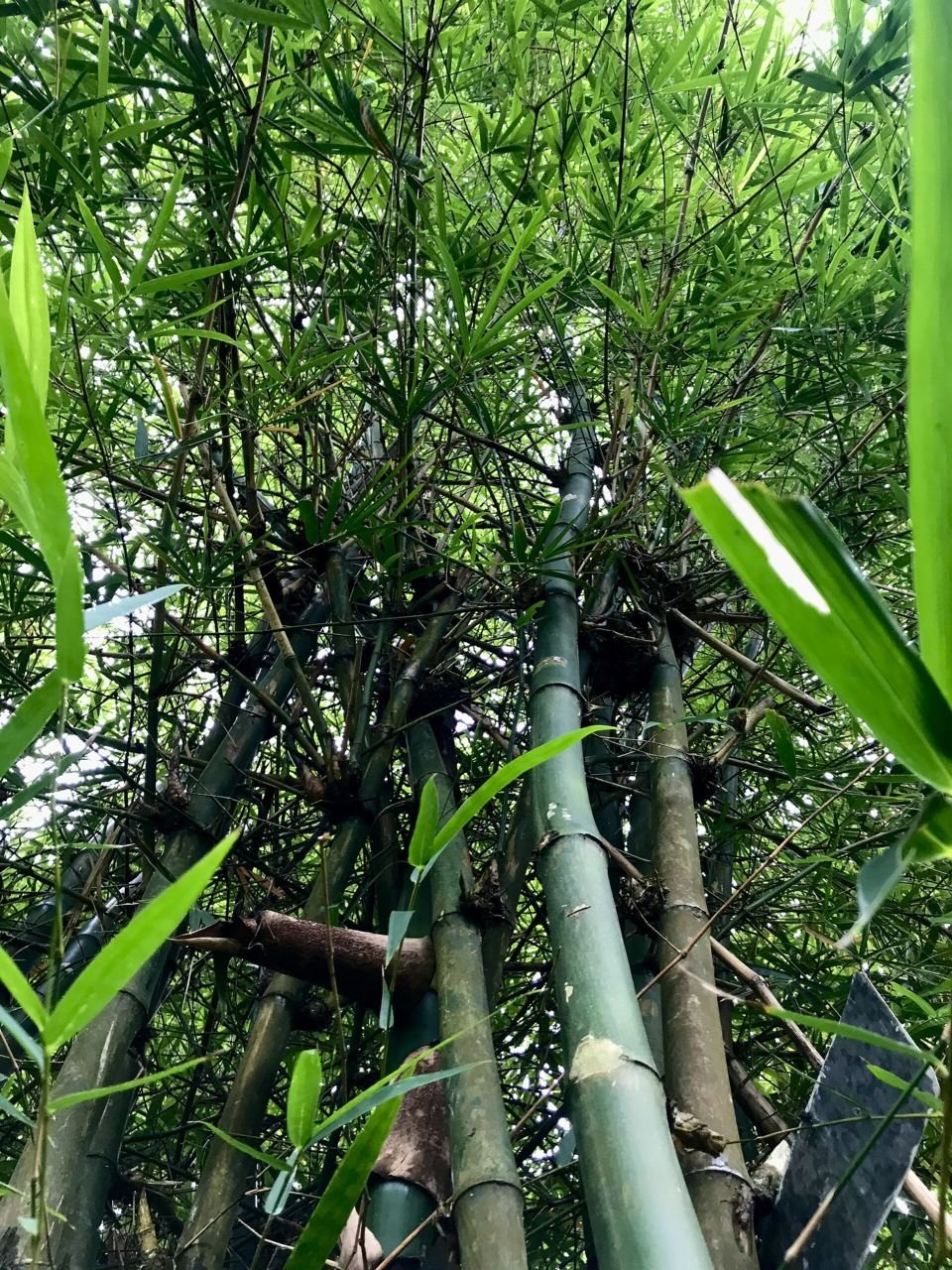 Looking up into a lush green bamboo grove