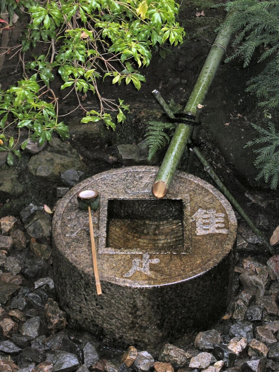 Water trickling from a bamboo spout into a stone basin surrounded by green plants